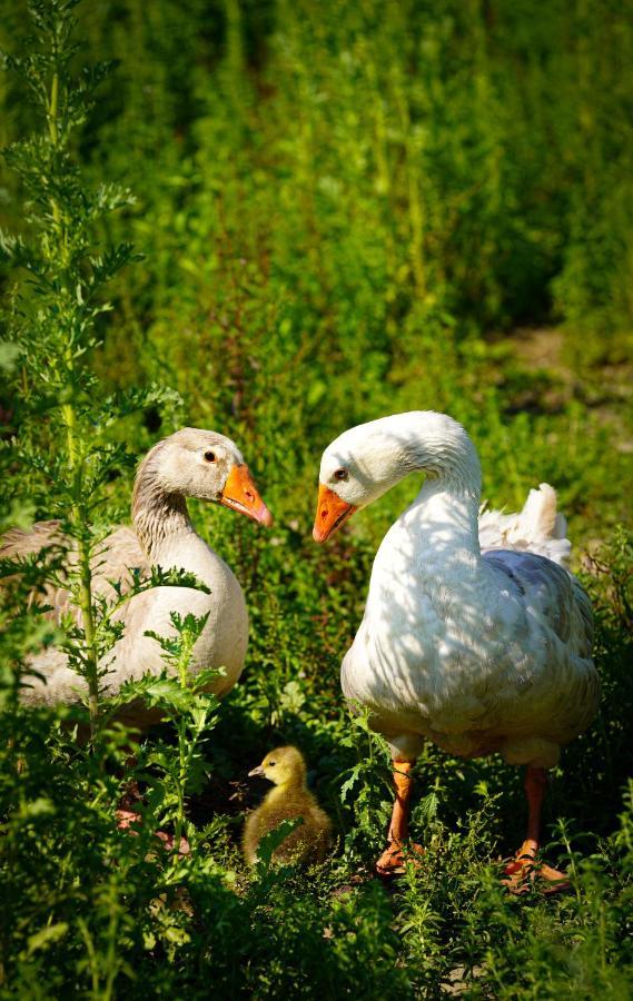 Arca Dos Animais - Farming & Spa Καστέλο Μπράνκο Εξωτερικό φωτογραφία