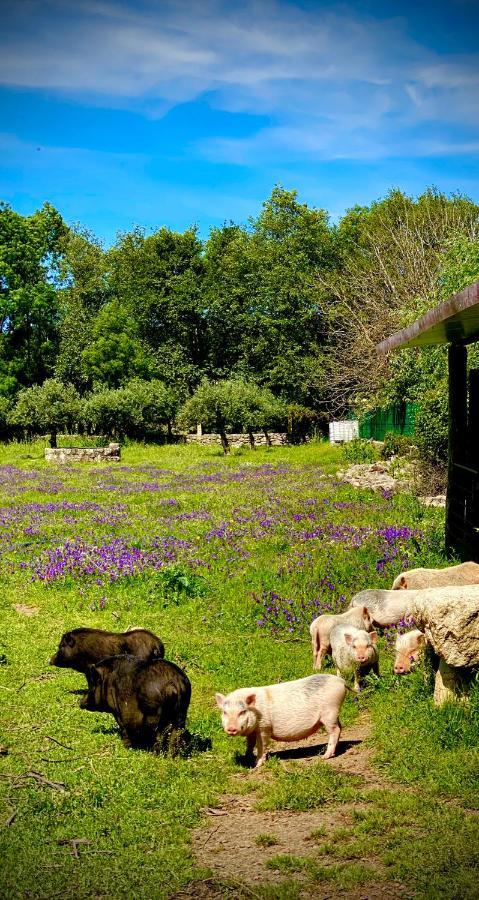 Arca Dos Animais - Farming & Spa Καστέλο Μπράνκο Εξωτερικό φωτογραφία