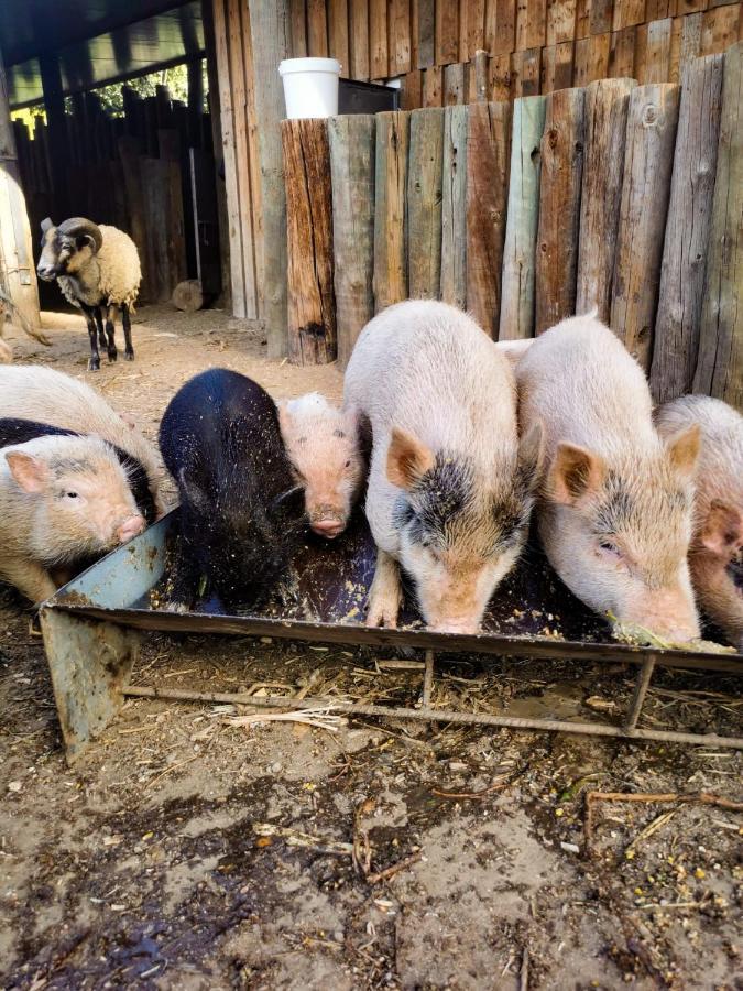 Arca Dos Animais - Farming & Spa Καστέλο Μπράνκο Εξωτερικό φωτογραφία