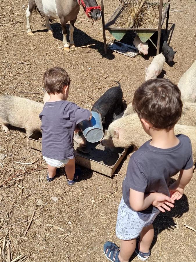 Arca Dos Animais - Farming & Spa Καστέλο Μπράνκο Εξωτερικό φωτογραφία