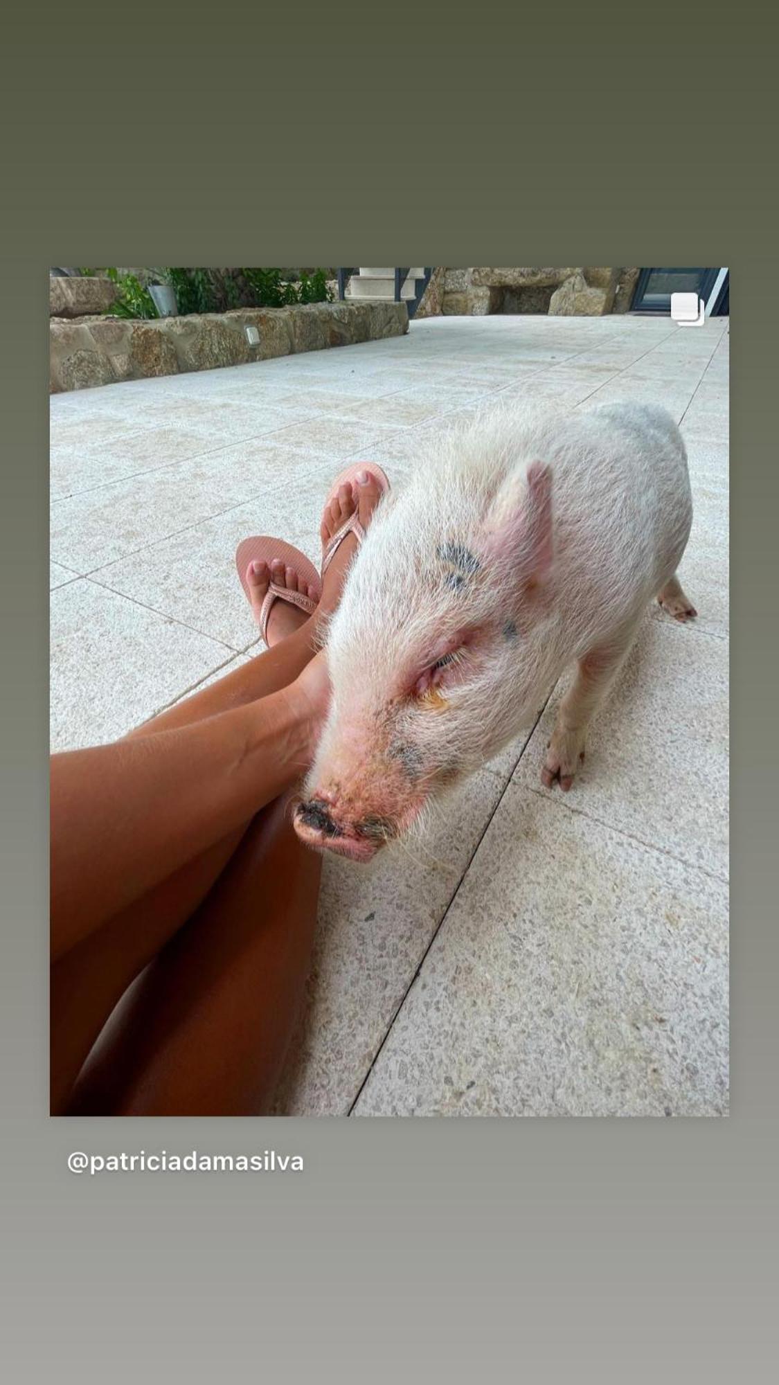 Arca Dos Animais - Farming & Spa Καστέλο Μπράνκο Εξωτερικό φωτογραφία